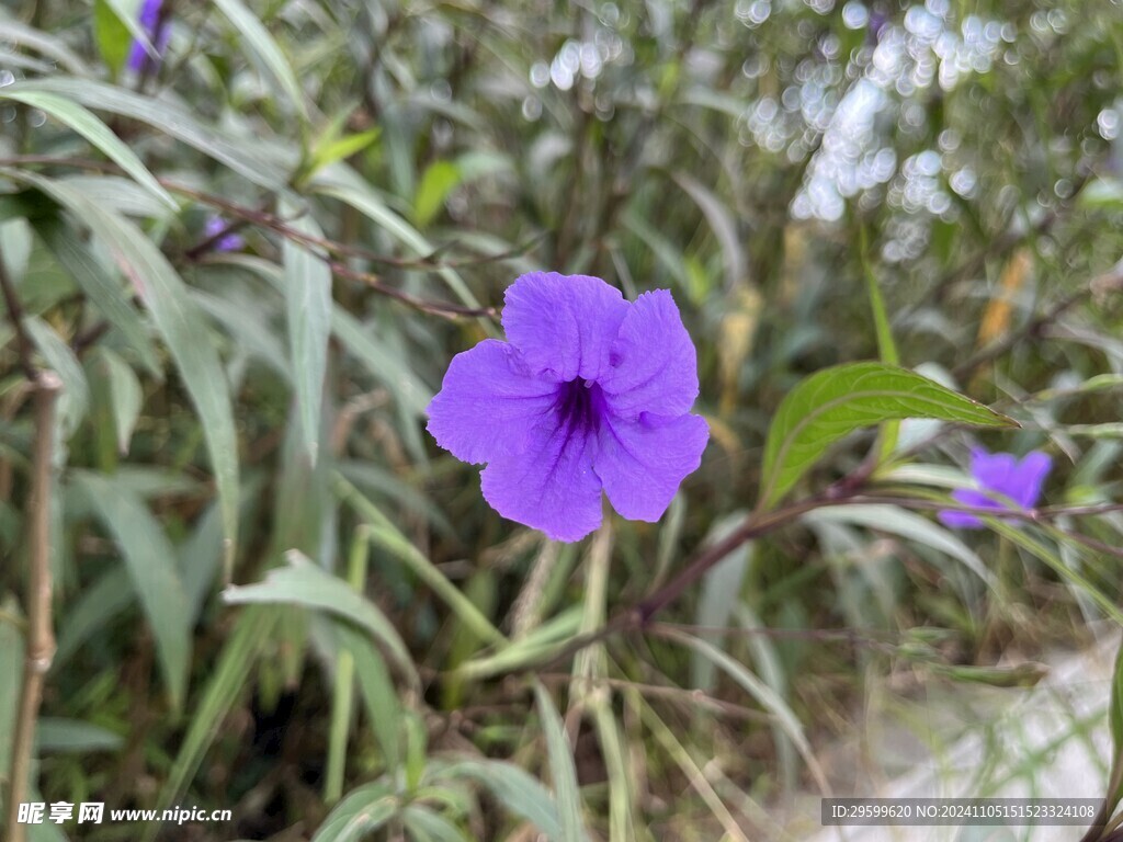 蓝花草  