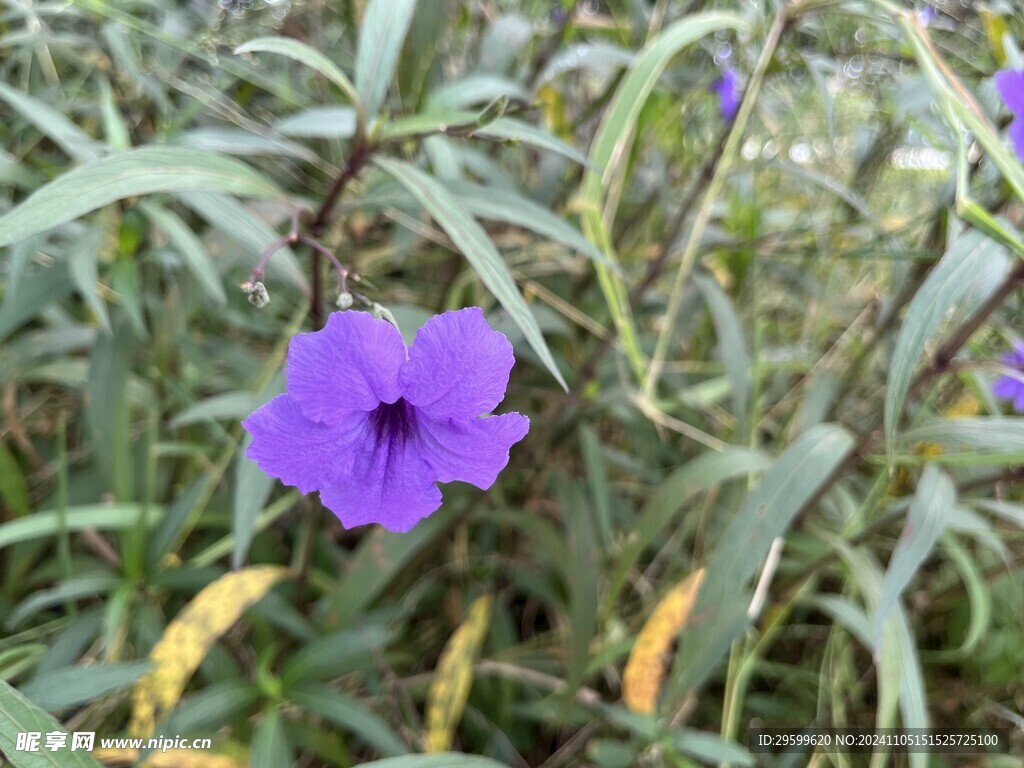 蓝花草  