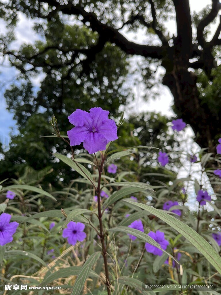 蓝花草 