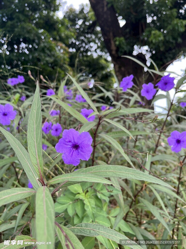 蓝花草  