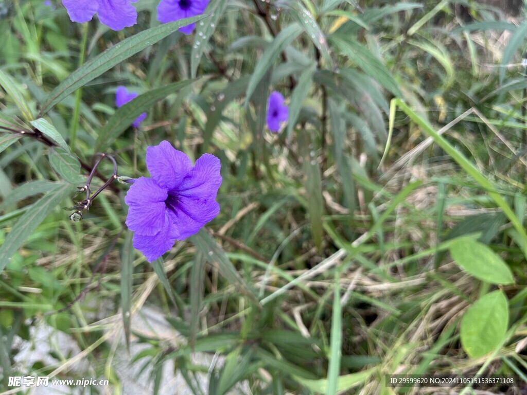 蓝花草  