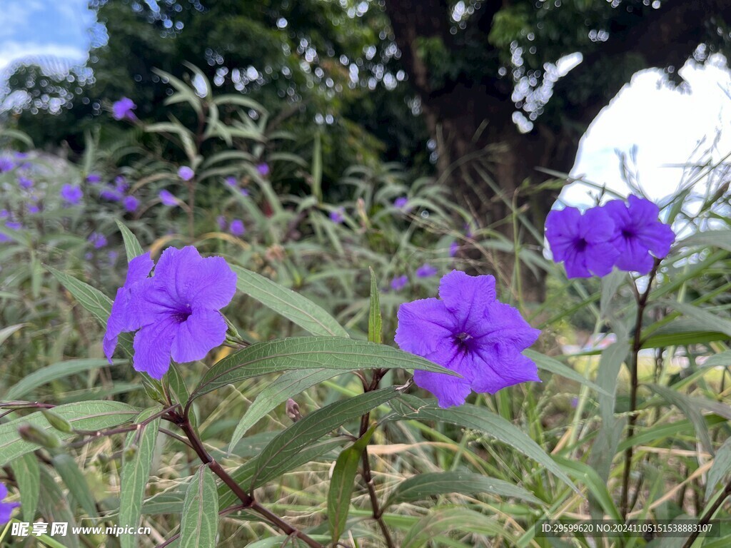 蓝花草  