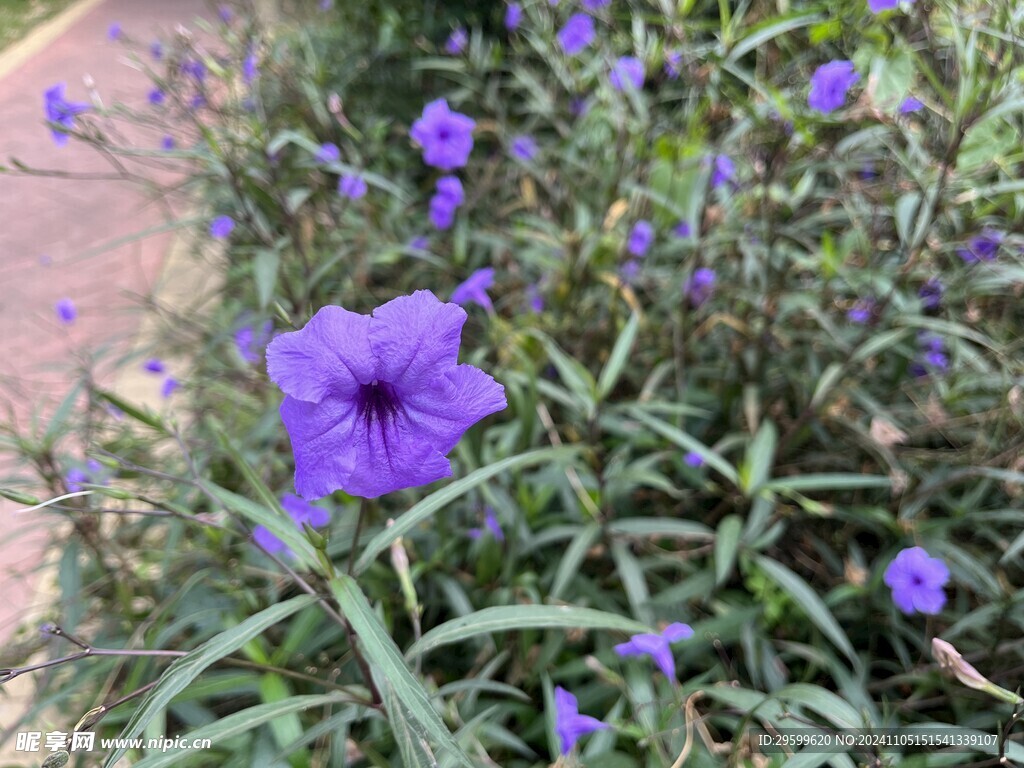 蓝花草  