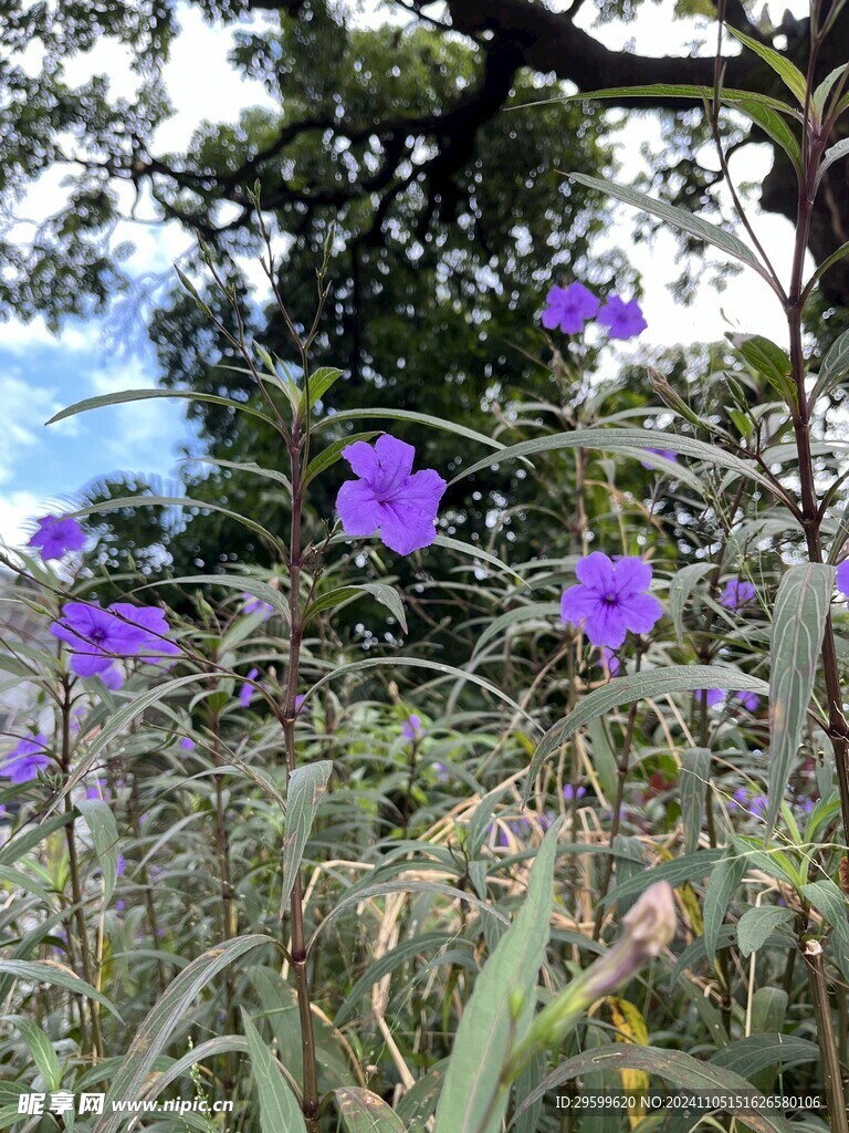 蓝花草  