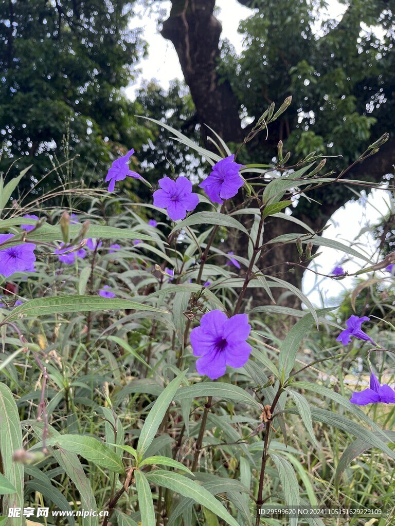 蓝花草  