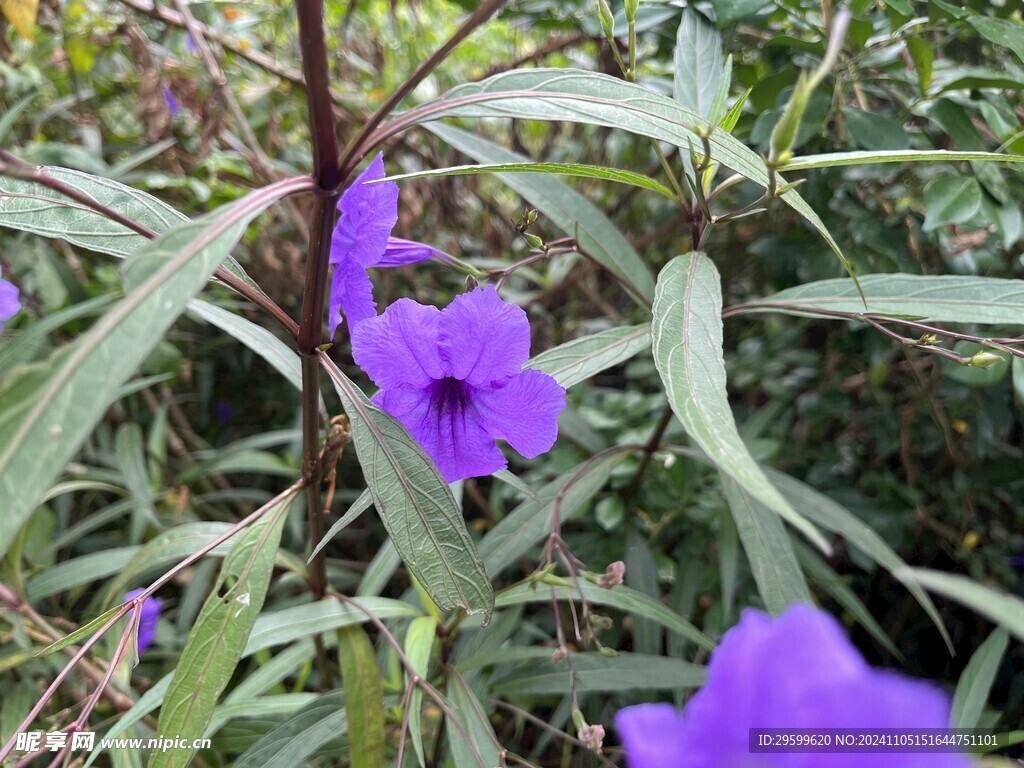 蓝花草 