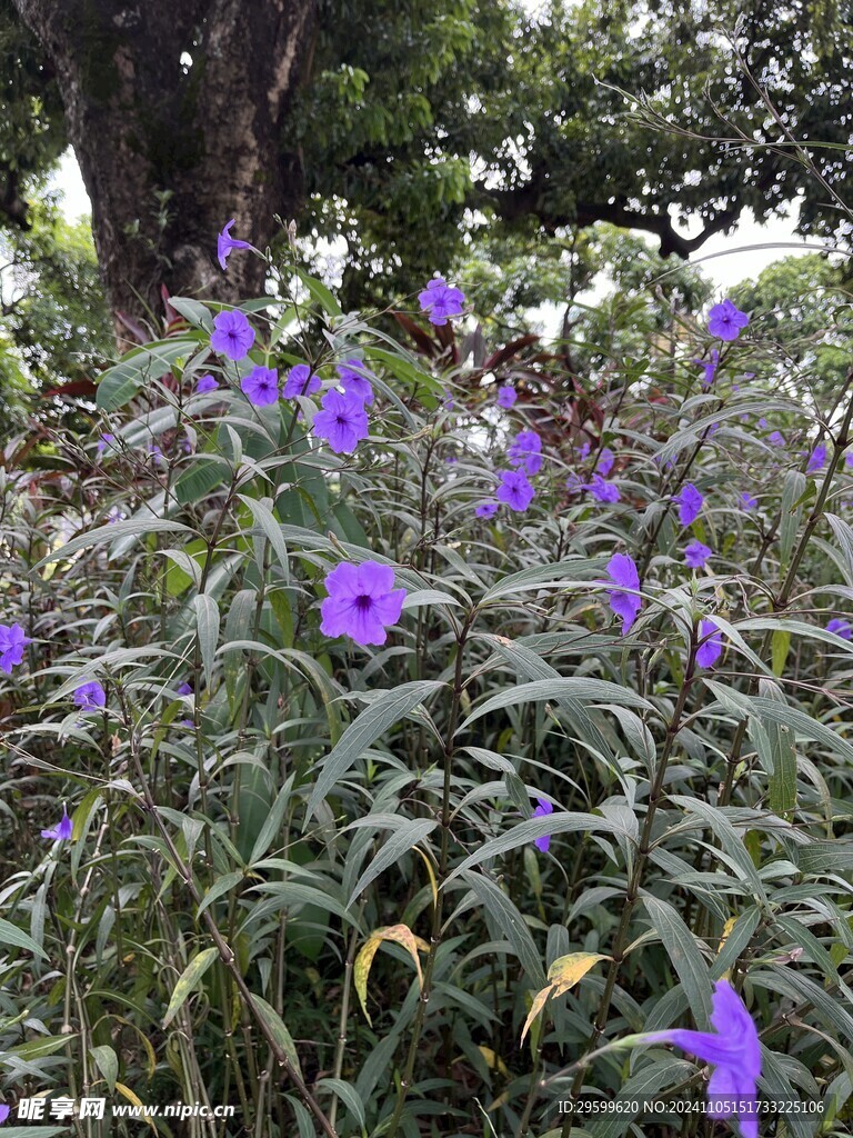 蓝花草  