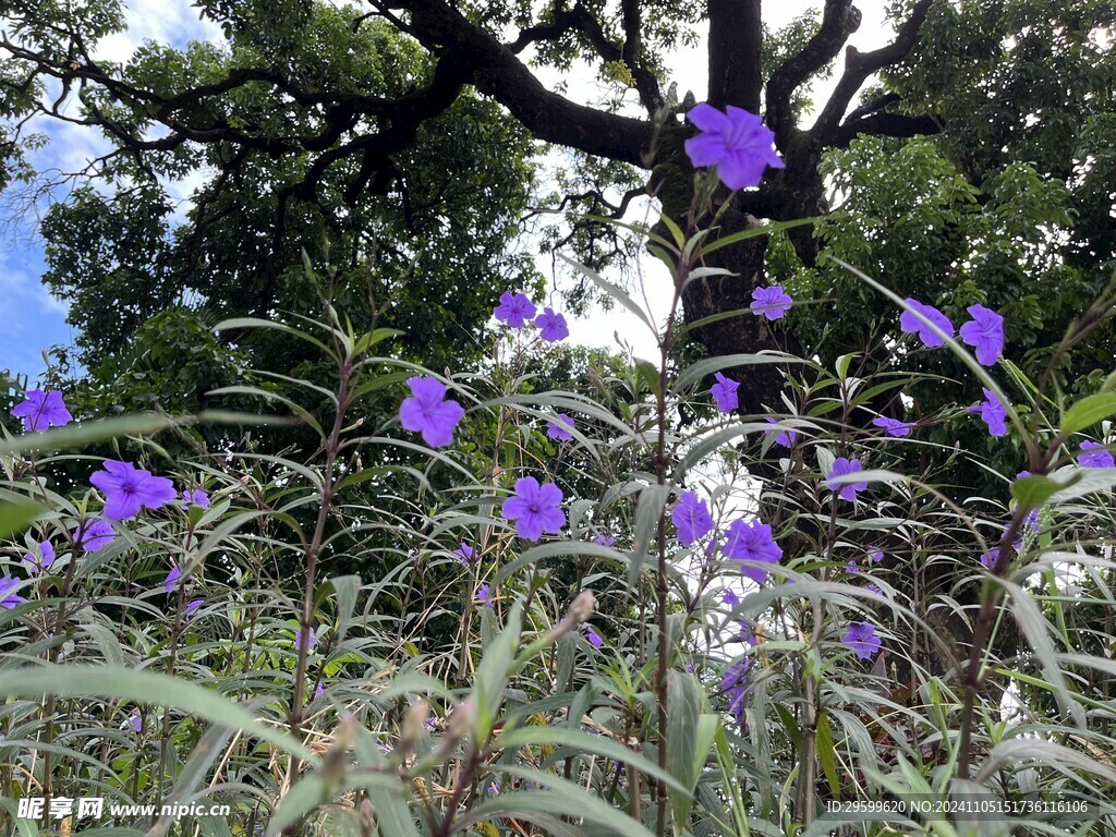 蓝花草 