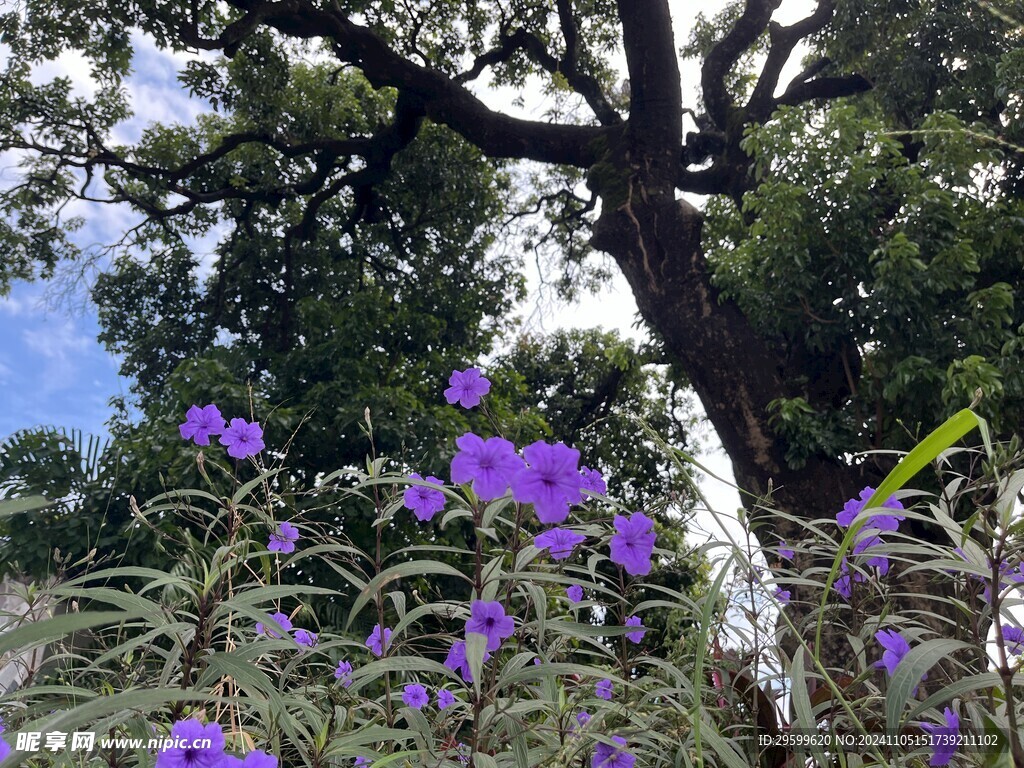 蓝花草 