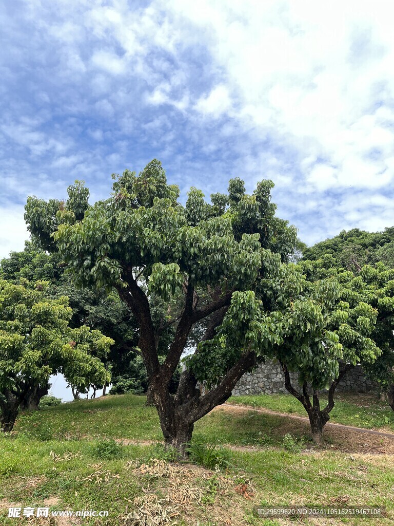 大树 