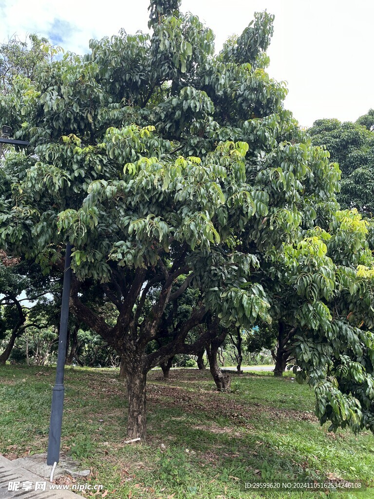 大树  