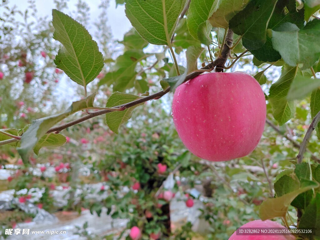 静宁苹果 平凉金果 静宁富士果