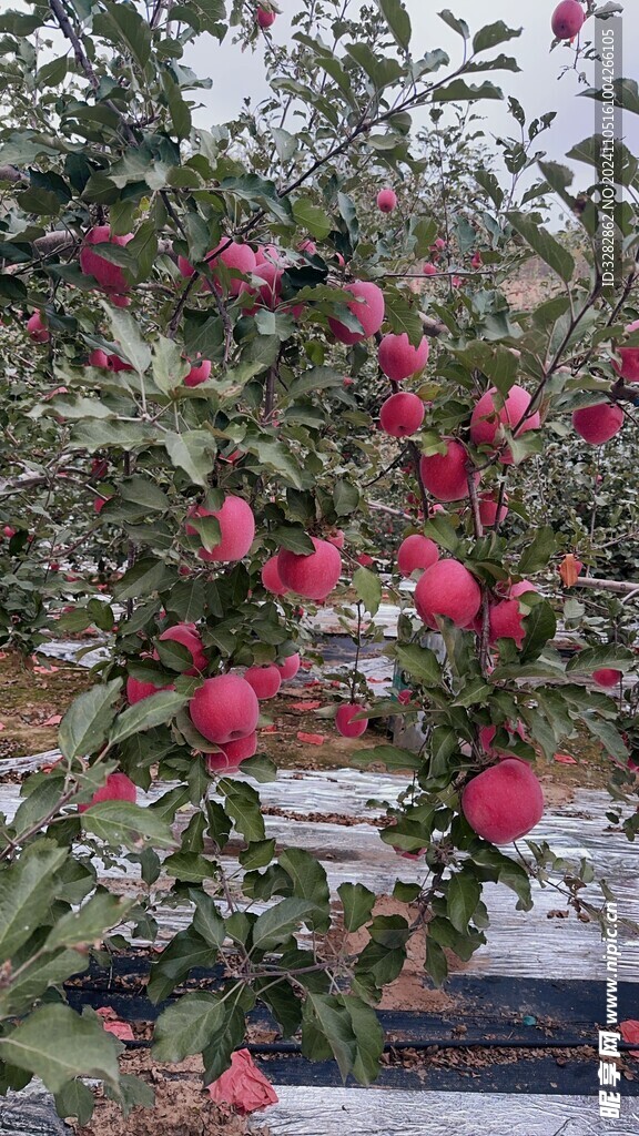 静宁苹果