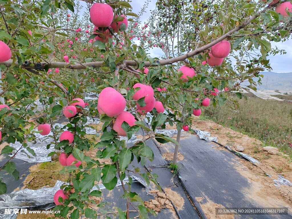 静宁苹果 平凉金果 静宁富士果