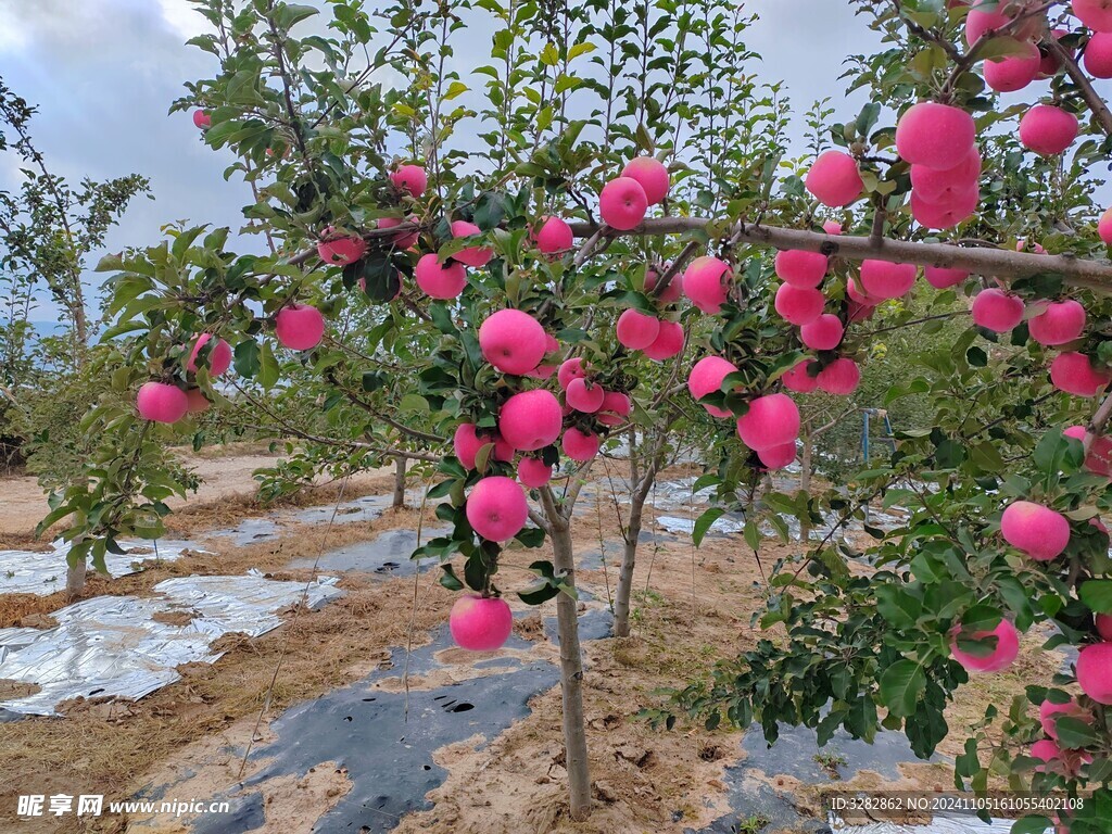 静宁苹果 