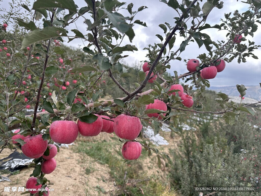 静宁苹果