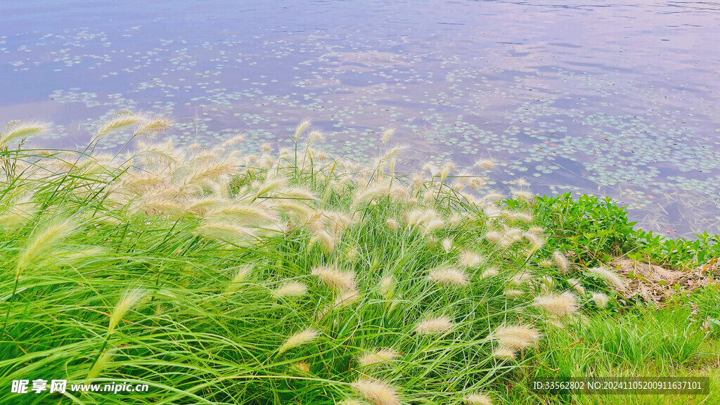 春波草地