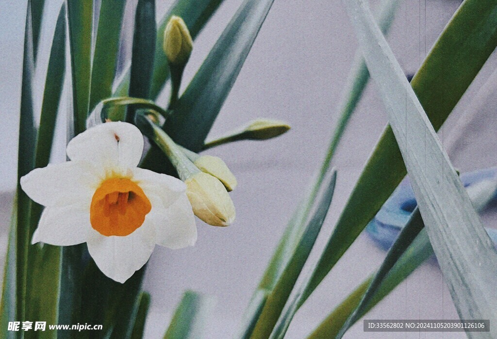 水仙花