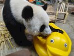 熊猫