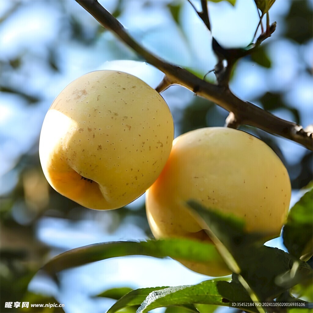 苹果栽培