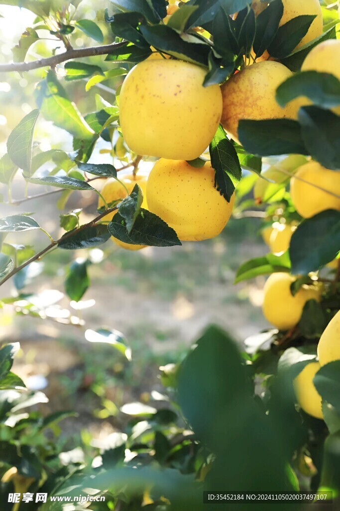 苹果栽培