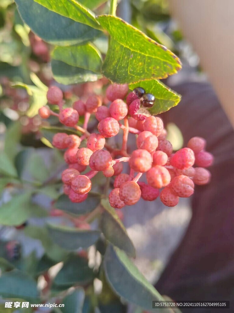 花椒