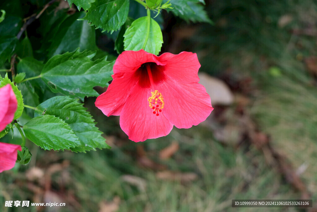 扶桑花