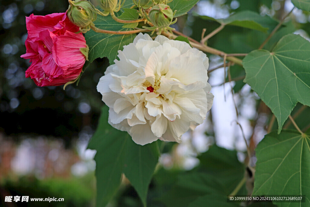 白色木芙蓉花