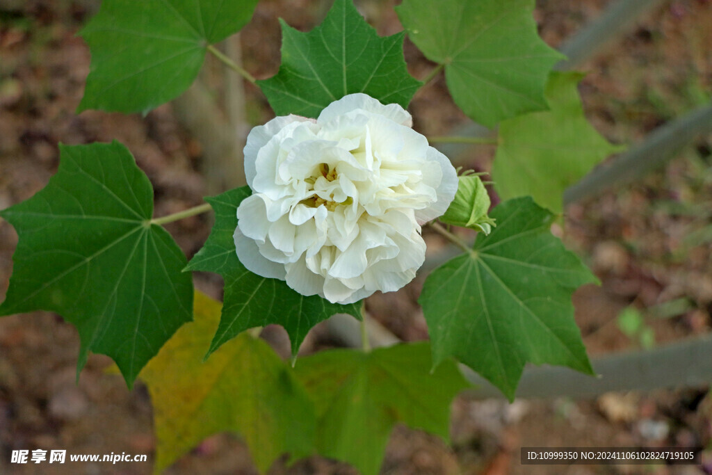 白色木芙蓉花