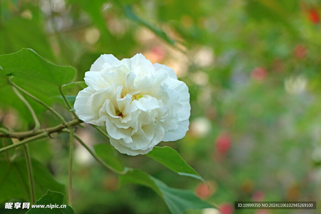 白色木芙蓉花 