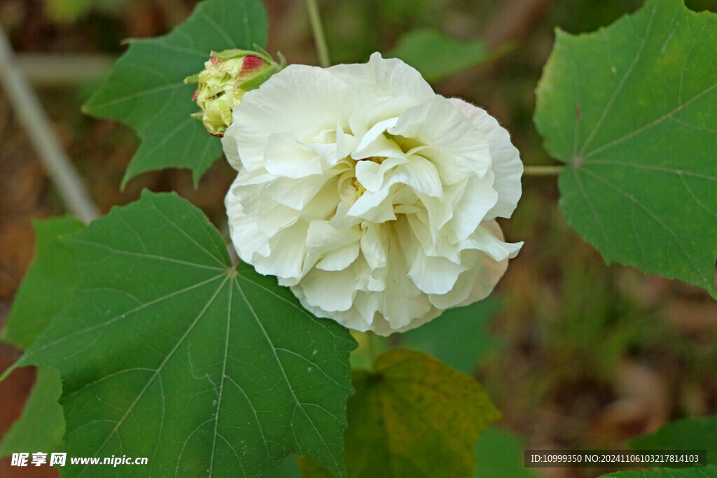 白色木芙蓉花