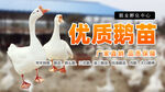 养殖大图