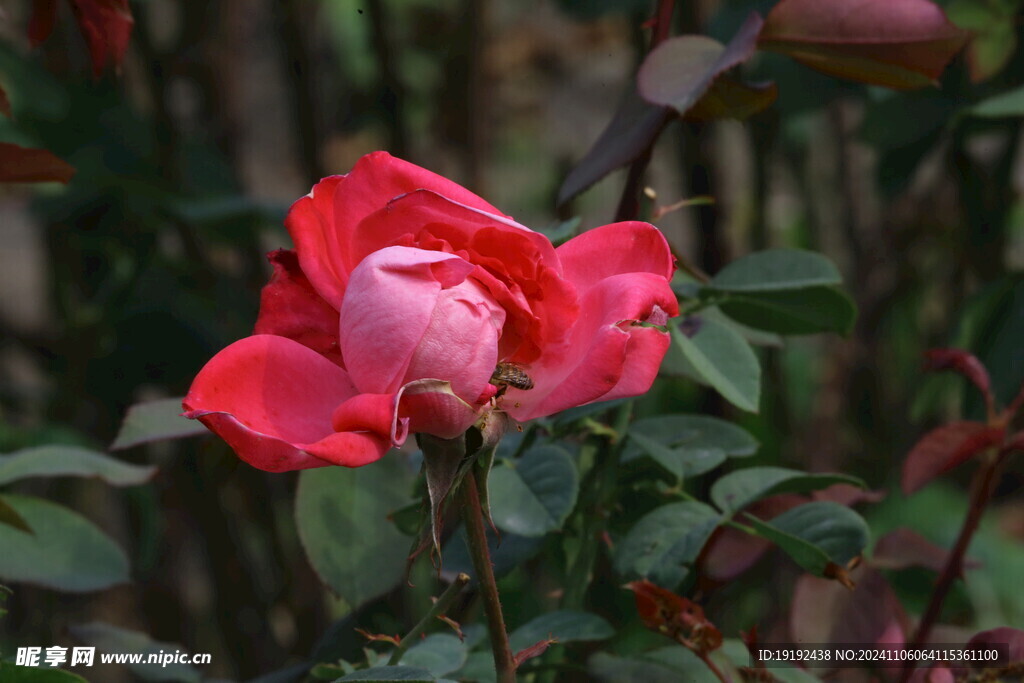 月季花  