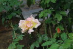 月季花 