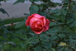 月季花 