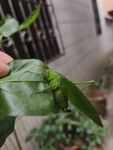 草蜢