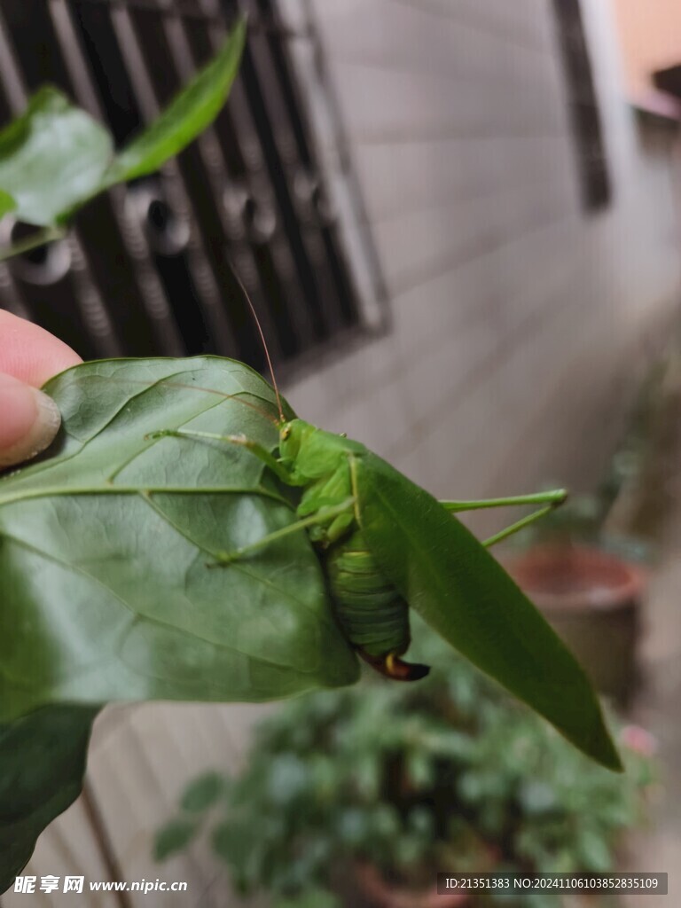 草蜢