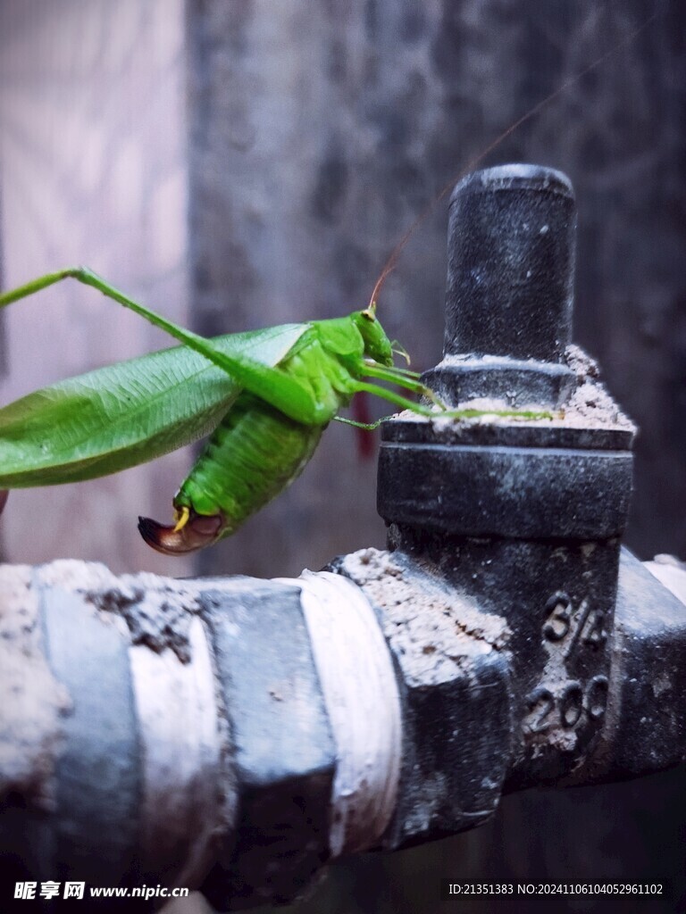 蚂蚱