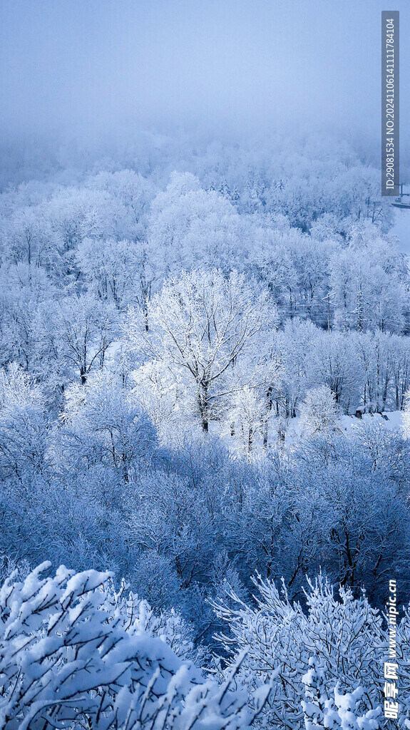 树枝雪景