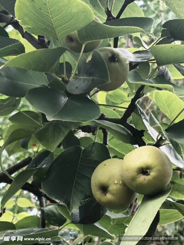 树枝上的梨