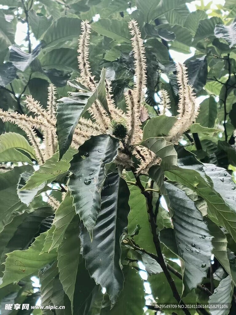 板栗花