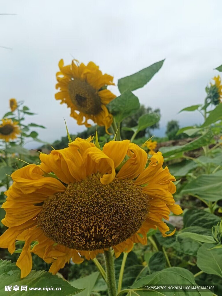 太阳花