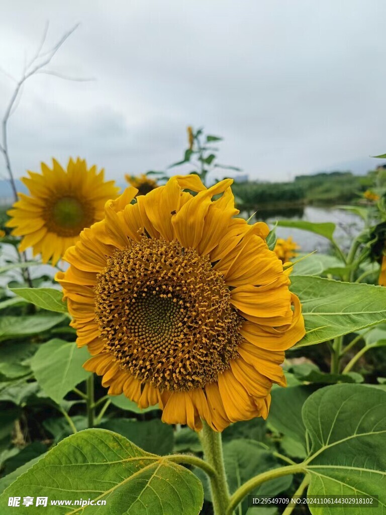 向阳花