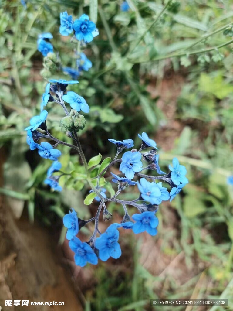 狗屎花