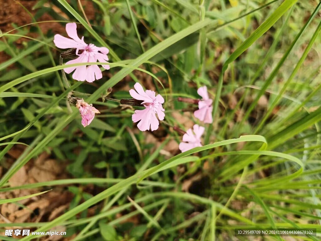 紫色小花