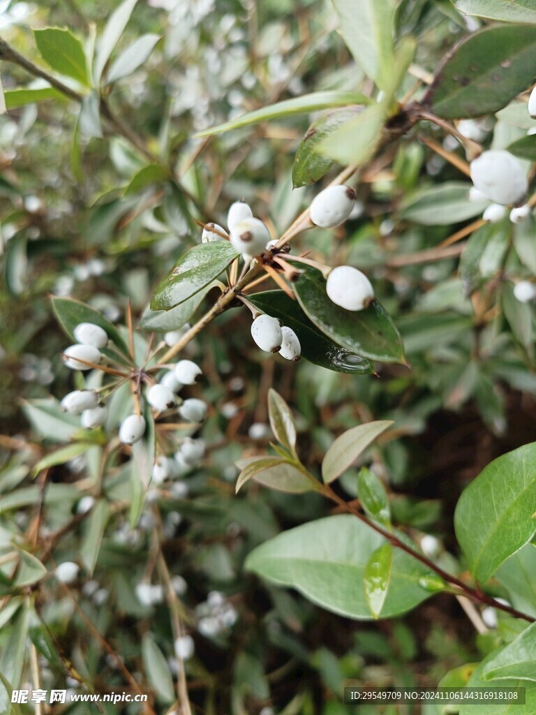 鸡角刺
