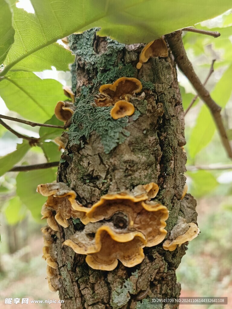 菌子