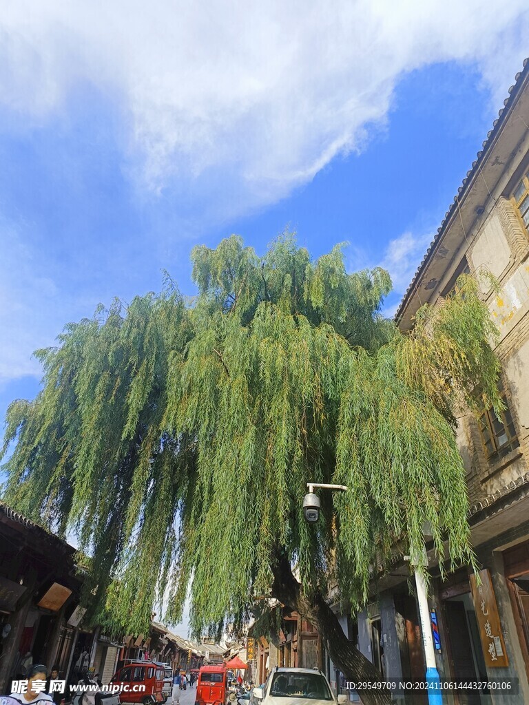 垂柳