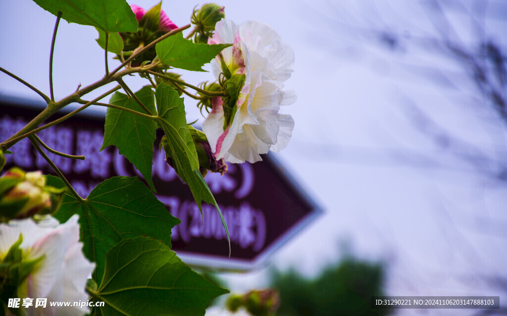 路标与芙蓉