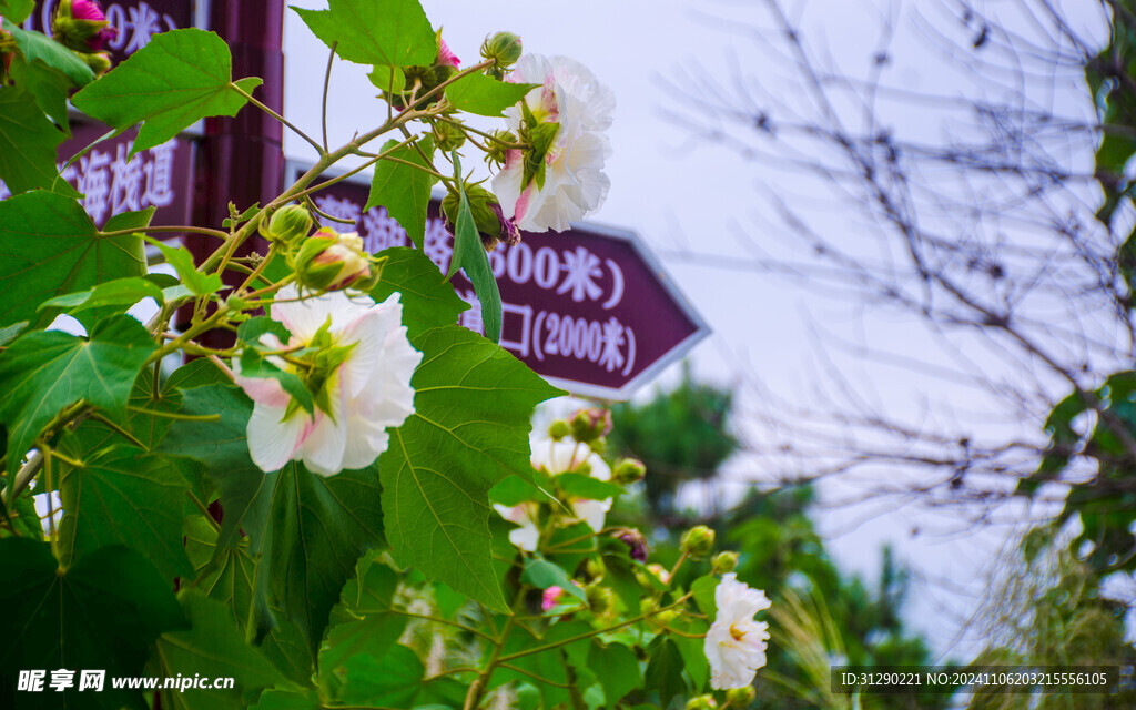 芙蓉花与路标